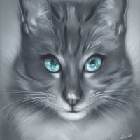 Животные Голубые глаза Коты Серые 