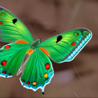 Насекомые Бабочки Зеленые 