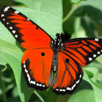 Насекомые Бабочки Оранжевые 