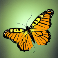 Картинка на аву Бабочки
