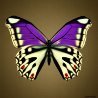 Фотка Бабочки