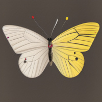 Насекомые Бабочки Белые Желтые 