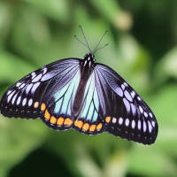 Аватар для ВК Бабочки