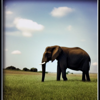 Природа Слоны Трава Облака 