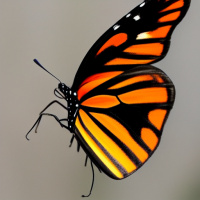 Насекомые Бабочки Оранжевые 