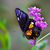 Насекомые Цветы Бабочки 