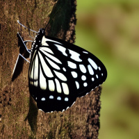 Черно-белые Насекомые Бабочки 