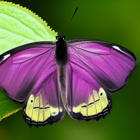 Картинка Бабочки