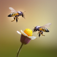 Насекомые Полосатые Цветы Пара Пчёлы 