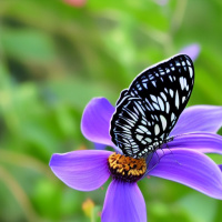 Черно-белые Насекомые Цветы Бабочки 