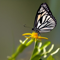 Черно-белые Насекомые Цветы Бабочки 