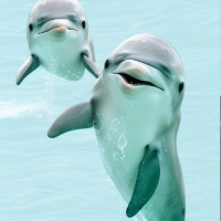 Скачать авы Дельфины