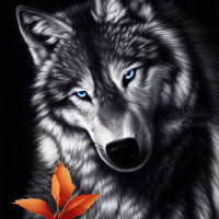 Животные Дикие животные Голубые глаза Серые Волки 