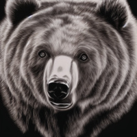 Животные Дикие животные Черно-белые Медведи 
