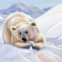 Животные Дикие животные Медведи Белые Горы 