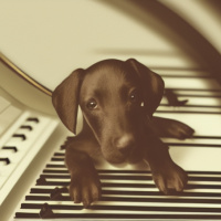 Черно-белые Собаки Щенки Музыкальные инструменты 