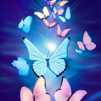 Насекомые Бабочки Свет 