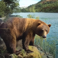 Картинка Медведи