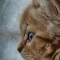 Животные Голубые глаза Коты Домашние животные Детеныши Котята 