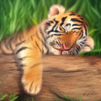 Животные Дикие животные Рыжие Полосатые Детеныши Тигры Закрытые глаза 