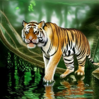 Животные Дикие животные Рыжие Полосатые Тигры Вода Отражение 