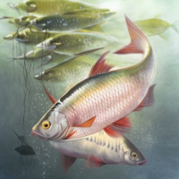 Картинка на аву Рыбы